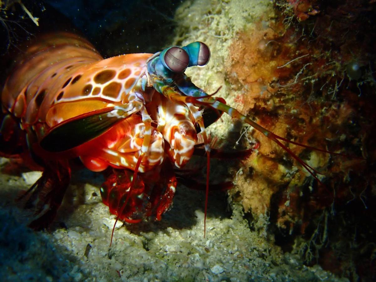 Alegria Dive Resort Extérieur photo