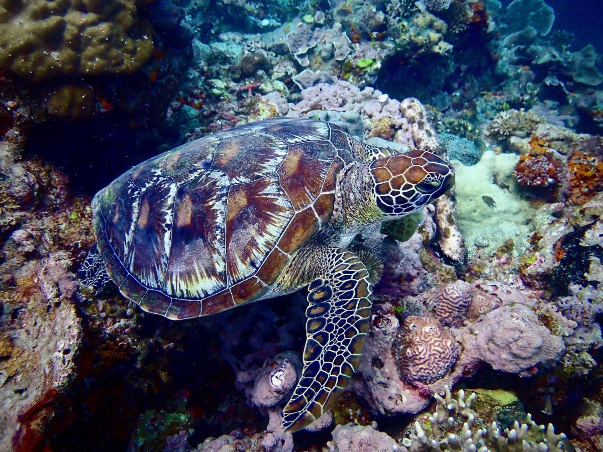 Alegria Dive Resort Extérieur photo