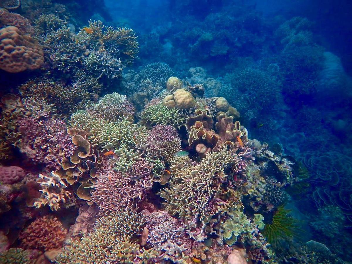 Alegria Dive Resort Extérieur photo